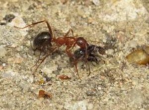 uploads/images/pest/clusterbean termites.jpg